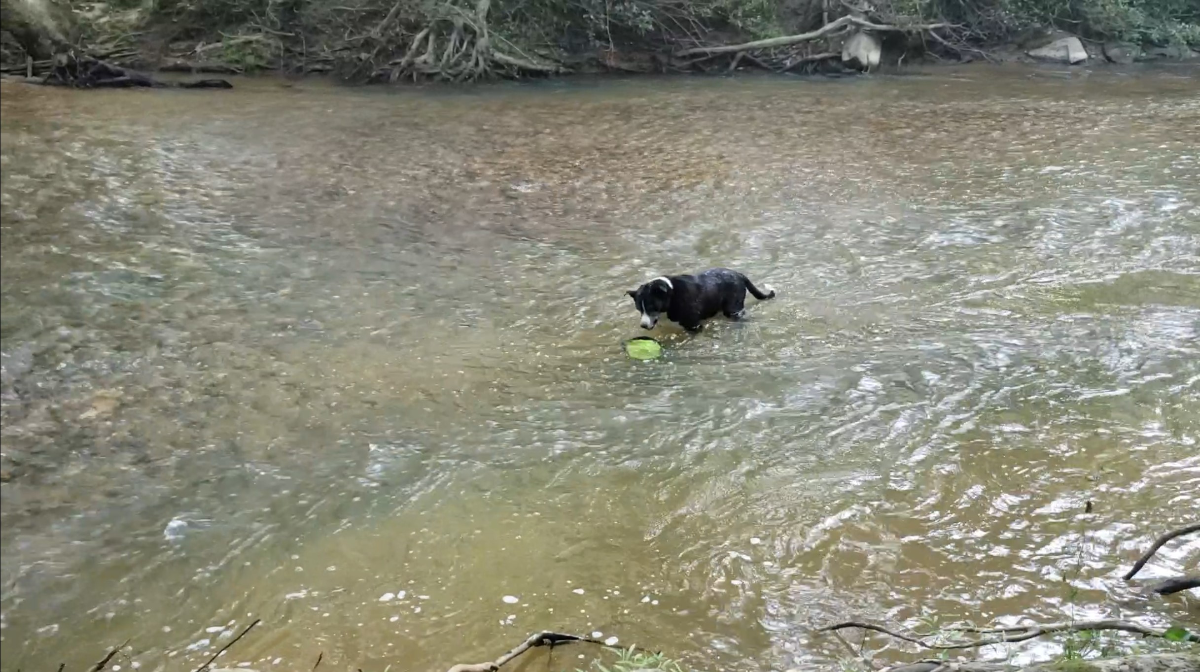 Splash or Frisbee?